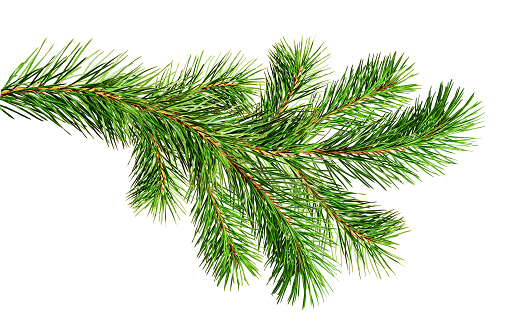 Green Christmas pine twig isolated on white