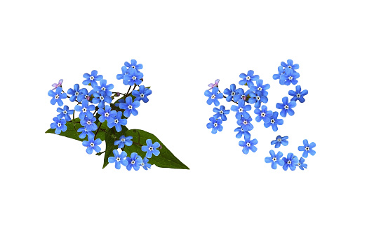 Set of blue forget-me-not (Brunnera) flowers isolated on white
