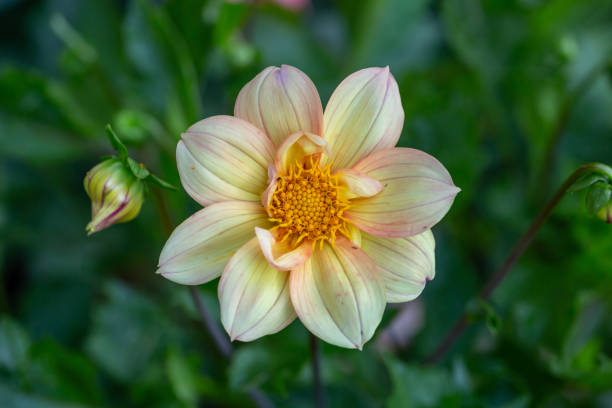 夏の晴れた日にピンクの黄色のダリアの花を咲かせるマクロ撮影。 - flower arrangement wildflower bouquet dahlia ストックフォトと画像