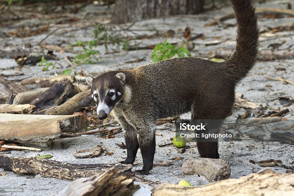 Coati dal naso bianco sulla spiaggia della Costa Rica - Foto stock royalty-free di Coati