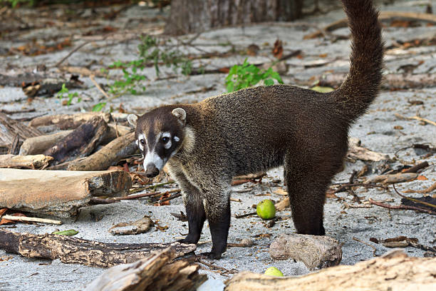 coati dal naso bianco sulla spiaggia della costa rica - coati foto e immagini stock