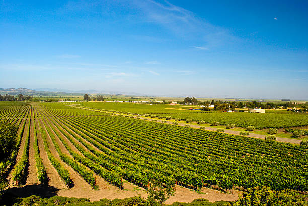 Napa Valley Vineyard with Blue Sky stock photo