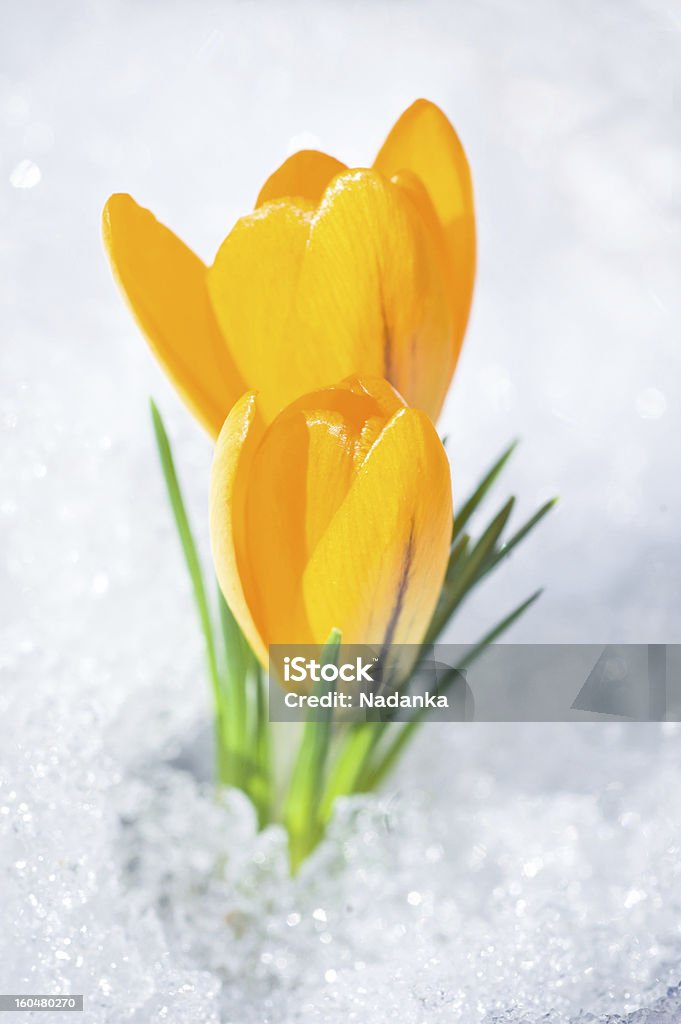 Azafrán dos amarillo flores en la nieve - Foto de stock de Amarillo - Color libre de derechos