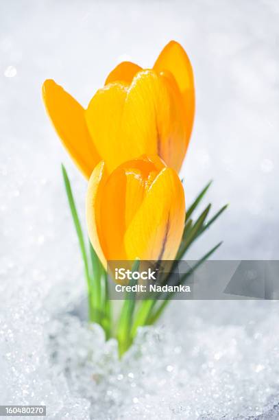 Azafrán Dos Amarillo Flores En La Nieve Foto de stock y más banco de imágenes de Amarillo - Color - Amarillo - Color, Azafrán - Familia del Iris, Nieve