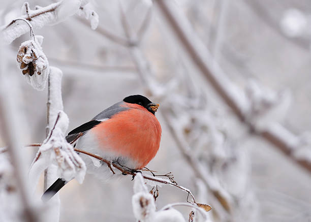 istock Bullfinch on the snowy branches. 160480285