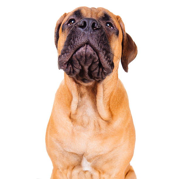 istock bullmastiff puppy barking loudly 160480348