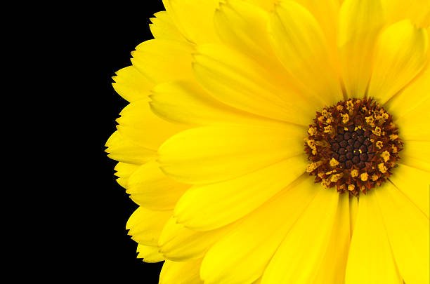 amarelo flores gerbera cravo-de-defunto isolado em preto - flower single flower orange gerbera daisy - fotografias e filmes do acervo