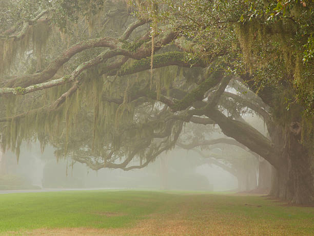 oak avenue - moss spanish moss stock-fotos und bilder