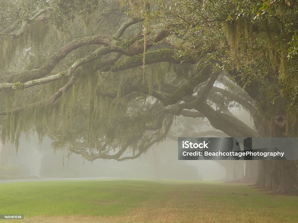 Oak Avenue - Foto de stock de Barba-de-velho royalty-free