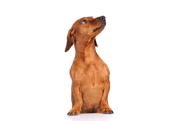 istock brown dachshund dog isolated over white background 160481105