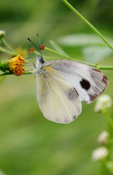 istock Vertical shot of cabbage white butterfly on an orange flower 1604812313