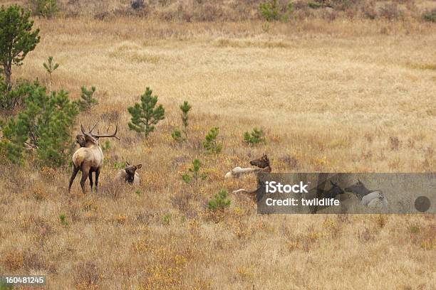 Elk Rebaño En Atolladero Foto de stock y más banco de imágenes de Animal - Animal, Animal macho, Animales salvajes