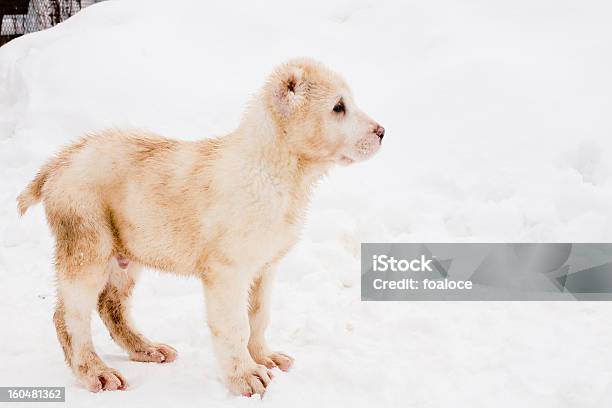 Photo libre de droit de Petit Chiot banque d'images et plus d'images libres de droit de Animaux de compagnie - Animaux de compagnie, Animaux domestiques, Blanc