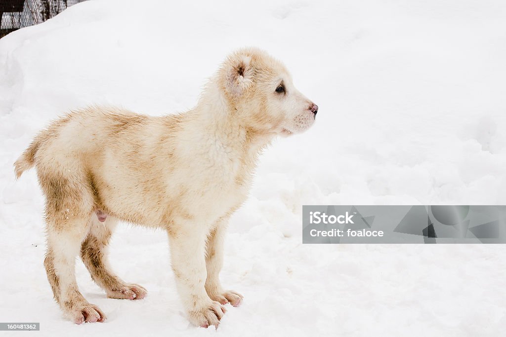 In piedi cucciolo - Foto stock royalty-free di Ambientazione esterna