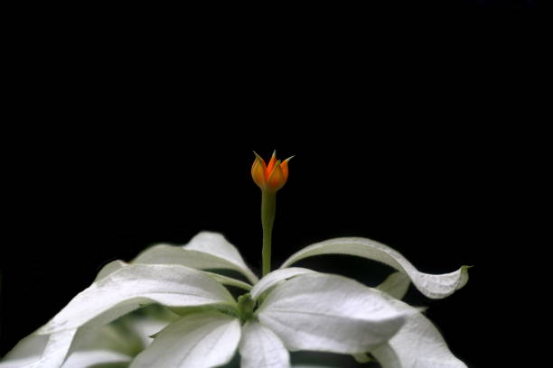 White Mussaenda flower Exotic beautiful White Mussaenda flower with nice shrub mussaenda stock pictures, royalty-free photos & images