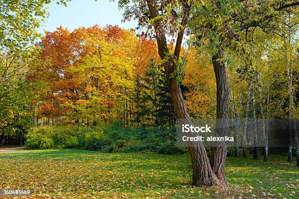 Foto de Outono Paisagem De Floresta e mais fotos de stock de Acácia - Acácia, Amarelo, Arbusto