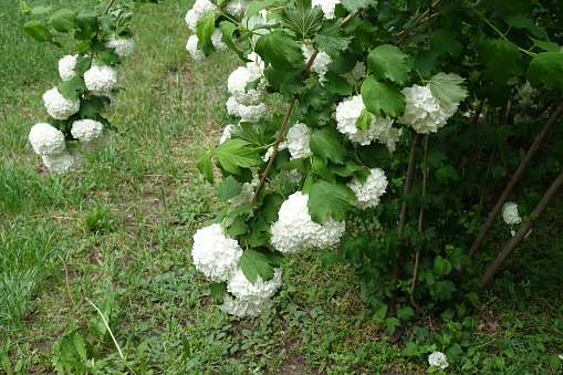 Branches of Viburnum opulus roseum with heavy white flowers in mid May