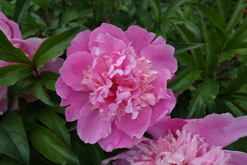 Closeup of pink flowers of common peonies in May