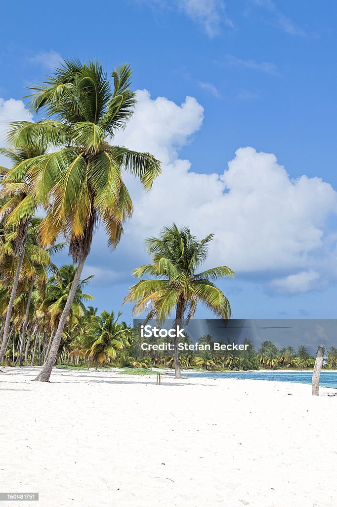 La plage des Caraïbes avec palmiers - Photo de Arbre libre de droits