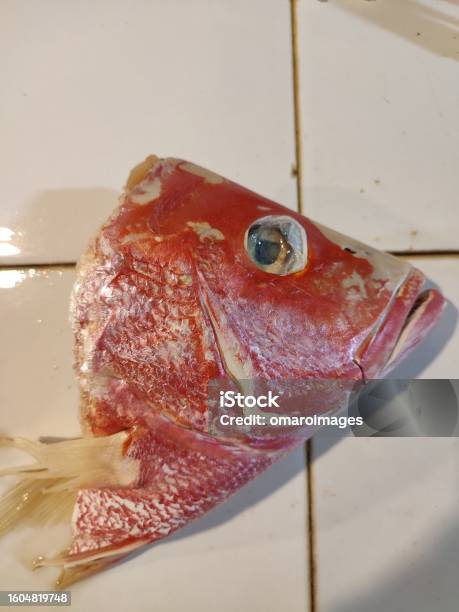Red Snapper Eye Fresh Red Snapper Head Stock Photo - Download Image Now - Animal Body ...