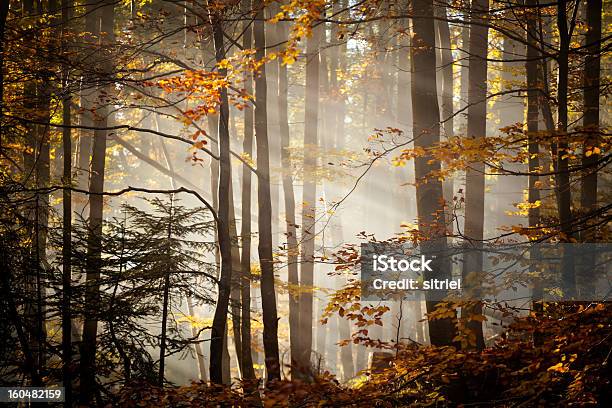 Piękny Krajobraz Jesień Woods - zdjęcia stockowe i więcej obrazów Bez ludzi - Bez ludzi, Bór sosnowy, Drzewo