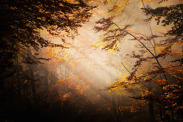 istock Beautiful autumn woods landscape 160482220