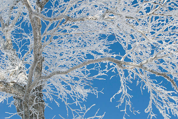 hoar escarcha - morning north latitude wonders rime fotografías e imágenes de stock