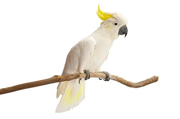 Sulphur-crested Cockatoo, Cacatua galerita perched in front of a white background.