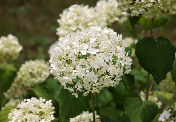 istock closeup  of a beautiful white hydrangea in garden 1604825684