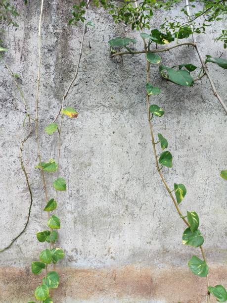 istock walls that look dull and dirty 1604830153