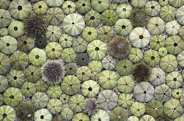 riccio di mare conchiglie - green sea urchin immagine foto e immagini stock