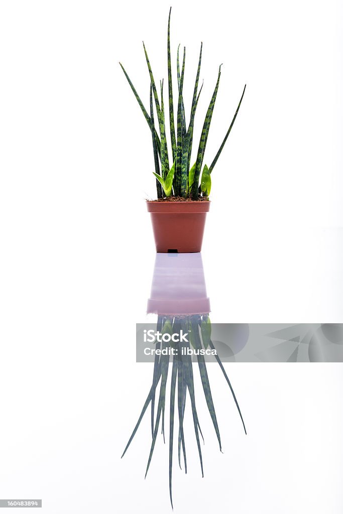 De prise de vue en studio sur fond blanc avec reflet - Photo de Blanc libre de droits