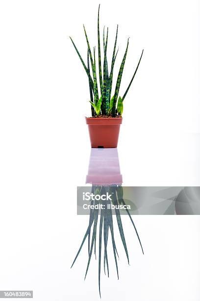 Photo libre de droit de De Prise De Vue En Studio Sur Fond Blanc Avec Reflet banque d'images et plus d'images libres de droit de Blanc