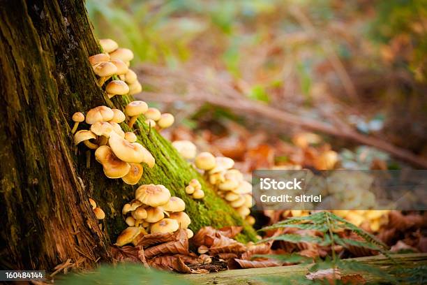 Woods Grzyby Szczegóły - zdjęcia stockowe i więcej obrazów Bez ludzi - Bez ludzi, Bliskie zbliżenie, Bór sosnowy