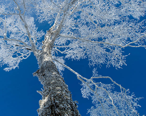 hoar frost - morning north latitude wonders rime zdjęcia i obrazy z banku zdjęć