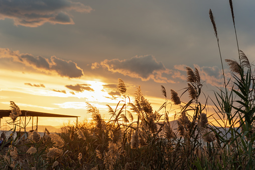 Reeds against beautiful sunset sky. Scenic sunset background wallpaper