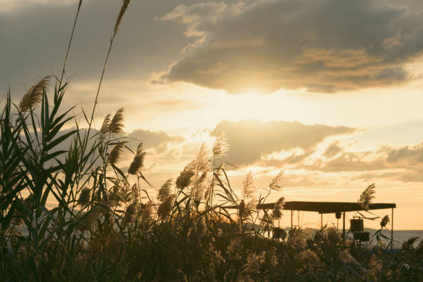 Reeds against beautiful sunset sky. Scenic sunset background wallpaper