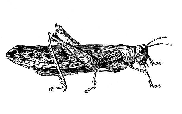 illustrations, cliparts, dessins animés et icônes de joueur de cricket - grillon insecte