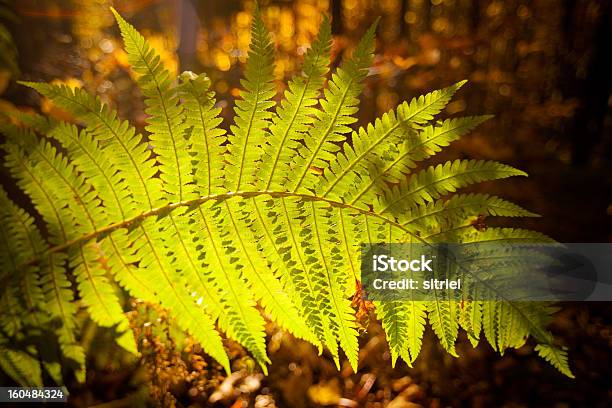 Piękna Jesień Fem Szczegóły - zdjęcia stockowe i więcej obrazów Bez ludzi - Bez ludzi, Bliskie zbliżenie, Fotografika