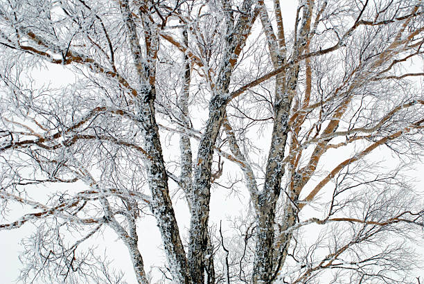 mróz hoar - morning north latitude wonders rime zdjęcia i obrazy z banku zdjęć