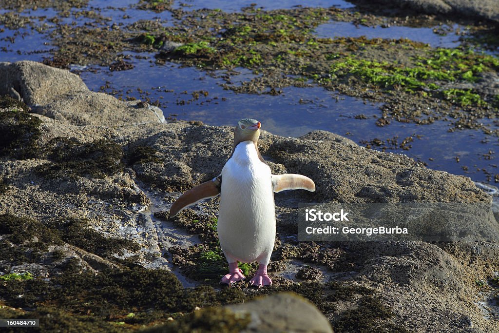Pinguino - Foto stock royalty-free di Costa dei Catlins - Nuova Zelanda