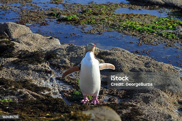 Pinguino - Fotografie stock e altre immagini di Costa dei Catlins - Nuova Zelanda - Costa dei Catlins - Nuova Zelanda, Pinguino, Acqua