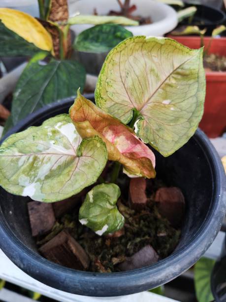 istock Syngonium strawberry ice variegated 1604861576