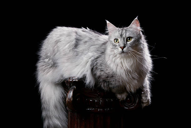 Silver Maine Coon em preto Deitando - foto de acervo