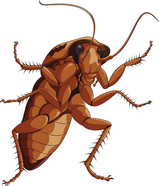 Big cocroach Vector image of big cocroach longhorn beetle stock illustrations