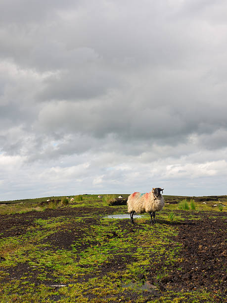 Sheep standing on peat turf stock photo