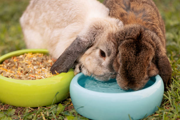 istock Two rabbits drinking water from same blue bowl, close up 1604873956