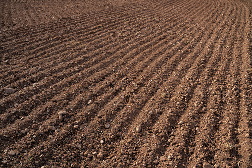 Soybean (Glycine max) crop field in sunset, high angle view from drone pov