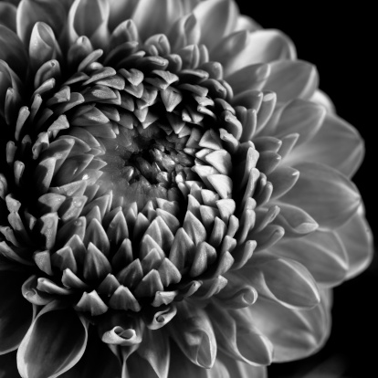 Dahlia flower macro in black and white 