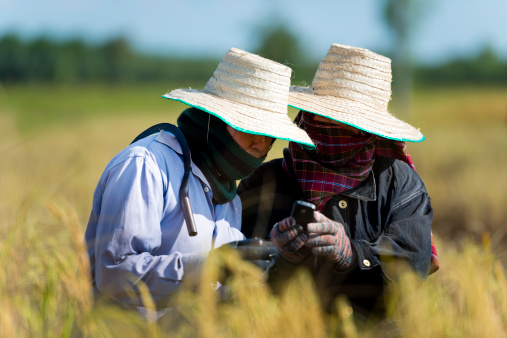 farmers on rice field with cell phone